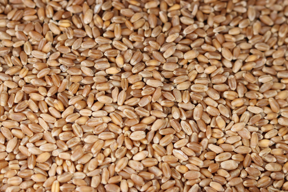 Hard Wheat Berries 900g