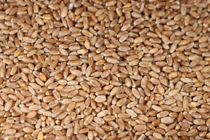 
            
                Load image into Gallery viewer, Hard Wheat Berries 900g
            
        